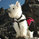 RUFF WEAR Approach Pack II