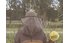 Care Plus Pop Up Headnet 