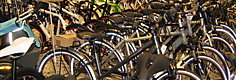 Noleggio eco-bike e city-bike